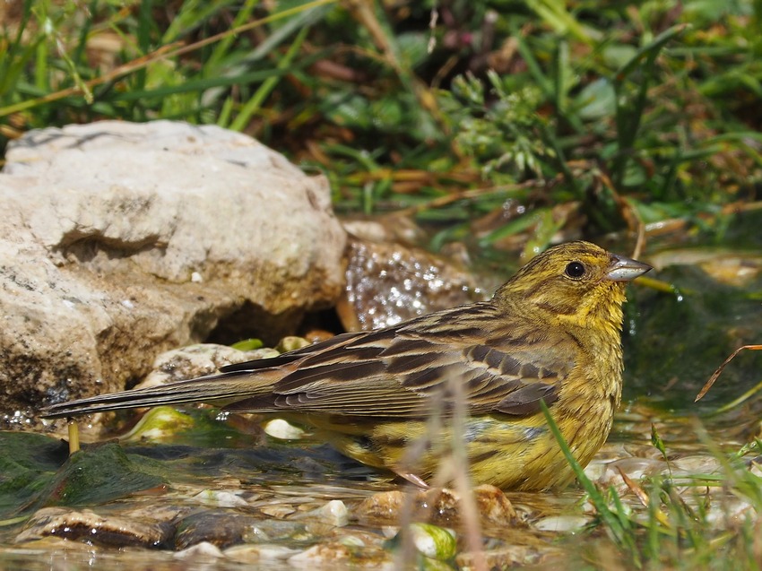 Zigolo giallo